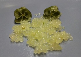 caviar cítrico 100gr