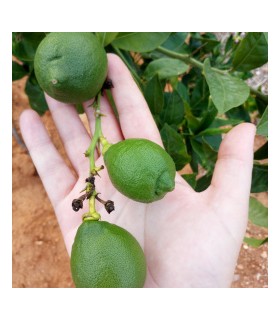 9kg Limones Verdes