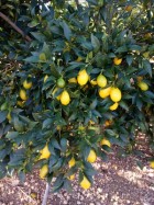 Limones