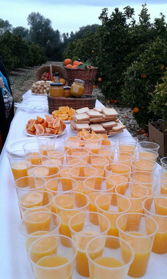 Visita a nuestros campos Naranjas y Cítricos Gourmet