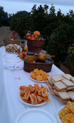 Visita a nuestros campos Naranjas y Cítricos Gourmet