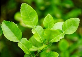 Hoja de Lima Kaffir fresca
