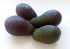 Aguacate Lamb Hass
