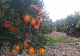 Naranja Mesa
