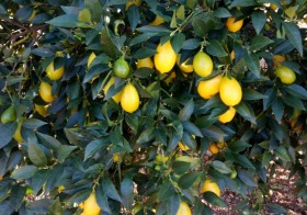 Limecuat 1kg