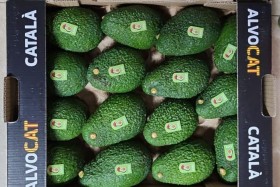 Caja 4kg aguacate Hass Premium