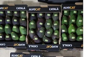 3 cajas aguacate Hass Premium